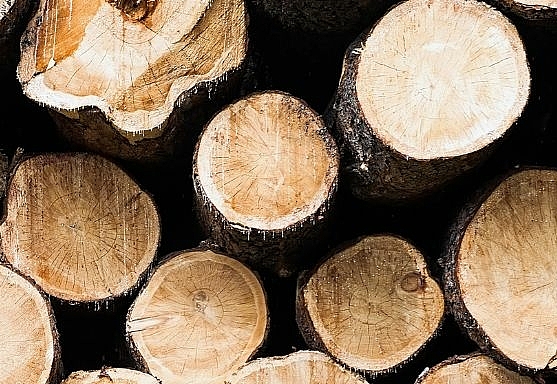 Holzstämme geschlichtet und ein Waldboden mit Pilz ©Getty Images/tarasov_tl  &pixabay.com/adege via Canva 